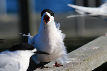 White Fronted Tern in Australasia