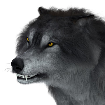 Dire Wolf Head - The carnivorous Dire Wolf lived in North and South America during the Pleistocene Period.