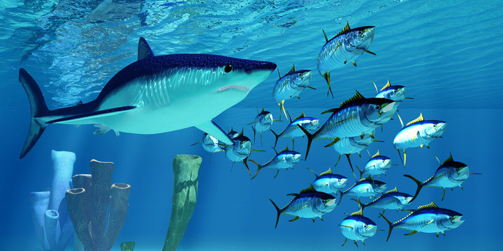 Mako Shark after Yellowfin Tuna - A carnivorous Shortfin Mako shark pursues a school of Yellowfin Tuna in the Pacific Ocean.