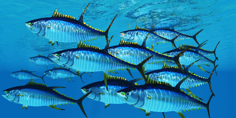 School of Yellowfin Tuna - Yellowfin tuna fish swim in large groups looking for their prey such as large schools of ocean herring fish.