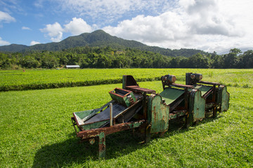 Obraz premium Daintree Tea Plantation