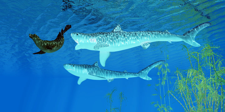 Tiger Shark attacks Seal - A fur seal makes a hasty retreat as two Tiger sharks pursue him near an ocean kelp forest.