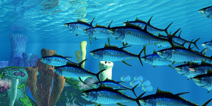 Yellowfin Tuna and Reef - Black-backed Butterflyfish swim in the opposite direction as a school of Yellowfin tuna swim over a sponge filled reef.