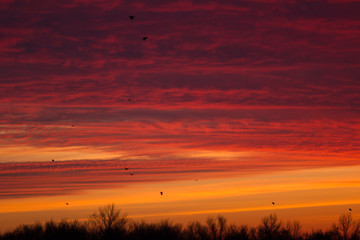 Colorful sunset over a forest with birds against the sky.