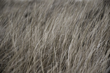 background of dry yellow grey grass