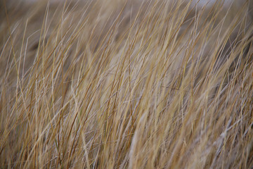 background of dry yellow grey grass