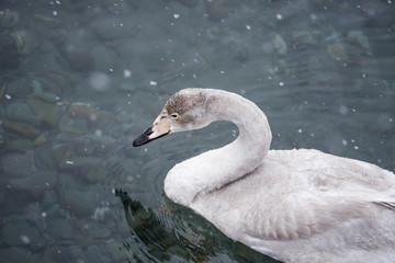 Close-up view of the head of a swan. 