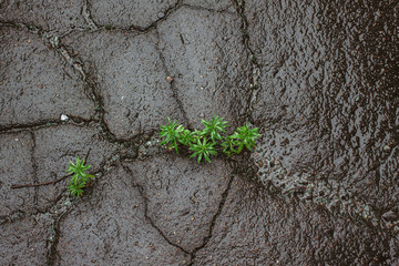 Shiny asphalt in the rain
