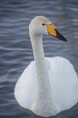 Close-up view of the head of a swan. 