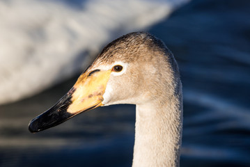 Close-up view of the head of a swan. 