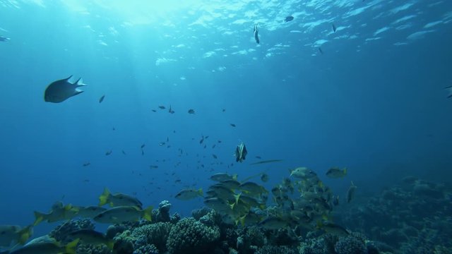 School of tropical fishes are swimming under the Red Sea on a reef at Sharm El-Sheikh