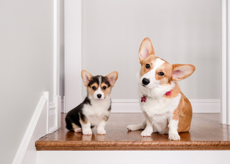 Puppy and adult welsh corgis sitting on top of stairs indoors