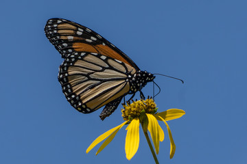 Monarch butterfly on yellow flower
