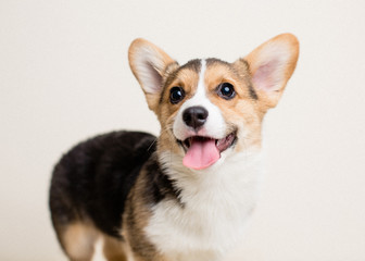 Cute tricolor corgi puppy on neutral bright background panting