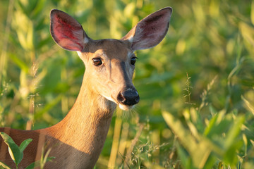 Female white-tailed deer (Odocoileus virginianus) in field