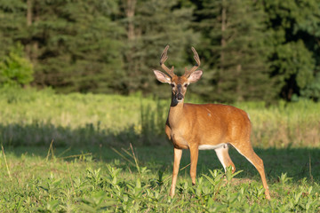 Male white-tailed deer (Odocoileus virginianus) in field, Berks County, Pennsylvania