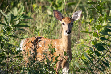White-tailed deer fawn ((Odocoileus virginianus) peeking through bushes