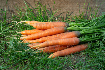 Bunch of fresh carrots with tops on the grass next to the garden bed
