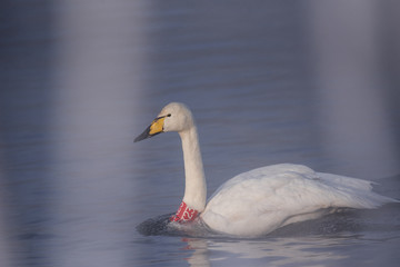 Swan with a red bandage on his neck. Ornithologists and veterinarians tagged a swan. 