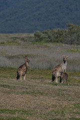 Wild Kangaroos in a field in Australia