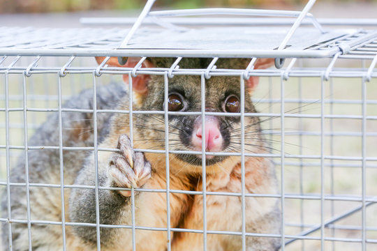 Possum Caught In A Trap