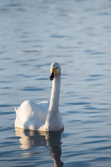 A lone swan swims in the winter on the lake. 
