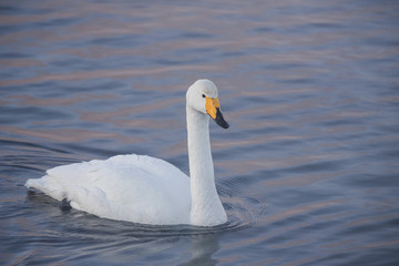 A lone swan swims in the winter on the lake. 