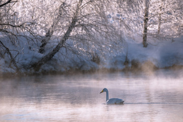 A lone swan swims in the winter on the lake. 