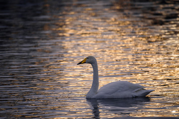 A lone swan swims in the winter on the lake. "Lebedinyj" Swan Nature Reserve, "Svetloye" lake, Urozhaynoye Village, Sovetsky District, Altai region, Russia