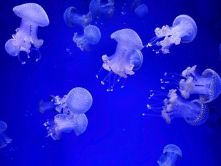 Jellyfish with neon glow light effect in sea aquarium