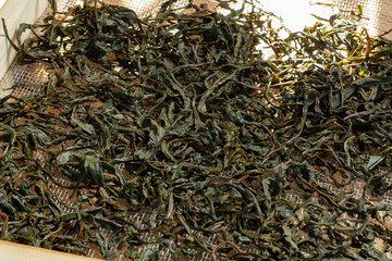 Process of making tea from blooming Sally known as Russian Ivan tea or Koporye tea, preparing leaves for fermentation, preparing leaves for drying