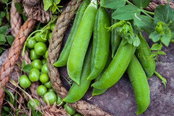 Close-up of fresh green peas and pea pods with leaves just plucked from the garden . Healthy food background