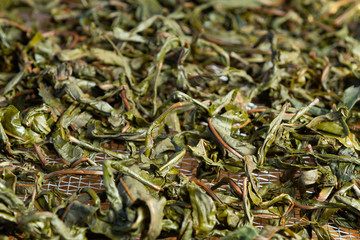 Process of making tea from blooming Sally known as Russian Ivan tea or Koporye tea, preparing leaves for fermentation, preparing leaves for drying