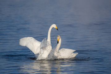Two swans in love swim beautifully on a winter lake. 