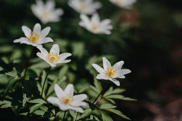 Naklejka na ściany i meble White Eranthis (winter aconite). Spring flowers