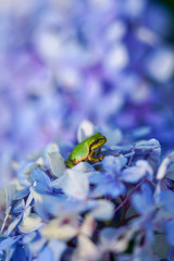 紫陽花とアマガエル