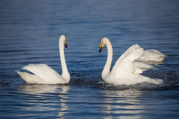 Two swans in love swim beautifully on a winter lake. "Lebedinyj" Swan Nature Reserve, "Svetloye" lake, Urozhaynoye Village, Sovetsky District, Altai region, Russia