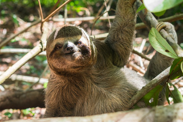 Three toed brown-throated sloth on the ground in the Atlantic forest - Itamaraca island, Pernambuco...