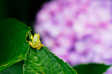 紫陽花とアマガエル