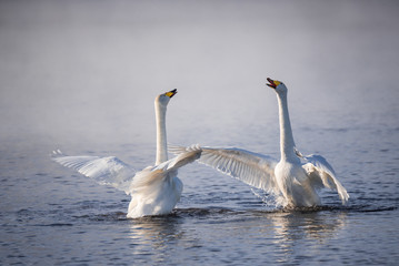 Two swans in love swim beautifully on a winter lake. 