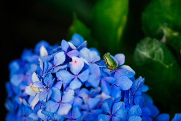 紫陽花とアマガエル