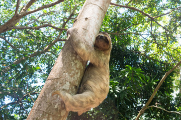 Three toed brown-throated sloth climbing a tree in the Atlantic forest - Itamaraca island, Pernambuco state, Brazil © Helissa