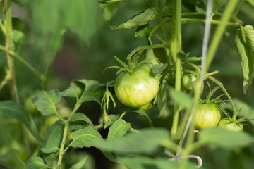 A tied branch with ripening tomatoes, still green