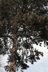 Pine tree 