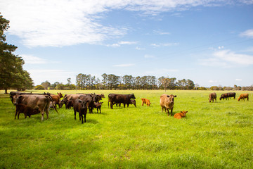 Naklejka na ściany i meble Cows In A Field