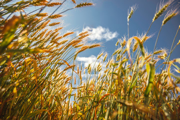 Obraz premium Wheatfield against a blue sky