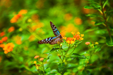Butterfly sitting on a flower with green leaves in sunlight