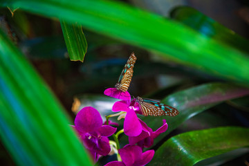 Butterfly sitting on a flower with green leaves in sunlight