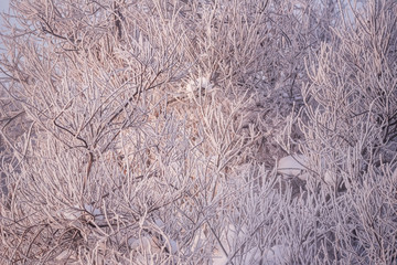 Frosted tree branches on a frosty winter morning in the fog. 