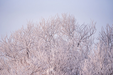 Frosted tree branches on a frosty winter morning in the fog. 